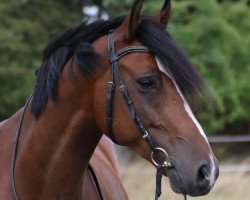 dressage horse Duplo 50 (German Riding Pony, 2012, from Dumbledor AT)