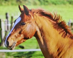 jumper Davignon 27 (German Riding Pony, 2008, from FS Don't Worry)