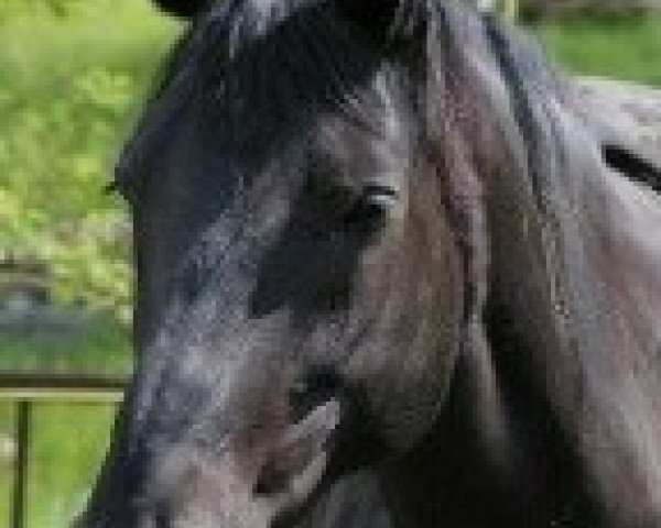 broodmare Ricola (Oldenburg, 1999, from Rohdiamant)