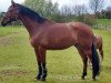 dressage horse Raacoon (Westphalian, 2012, from Rock Forever NRW)