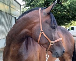 dressage horse Duchesse petite RV (Oldenburg, 2009, from Davis Cup)