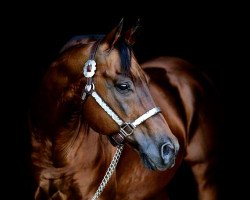 Deckhengst Lone Pine Stranger (Quarter Horse, 1994, von Gallo Del Cielo)