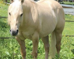 stallion Roque Santa Cruz (Quarter Horse, 2001, from Glory Dun It)