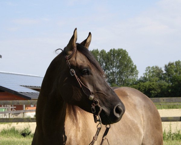 Pferd Roquin Jewel (Quarter Horse, 2007, von Roque Santa Cruz)