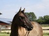 Pferd Roquin Jewel (Quarter Horse, 2007, von Roque Santa Cruz)