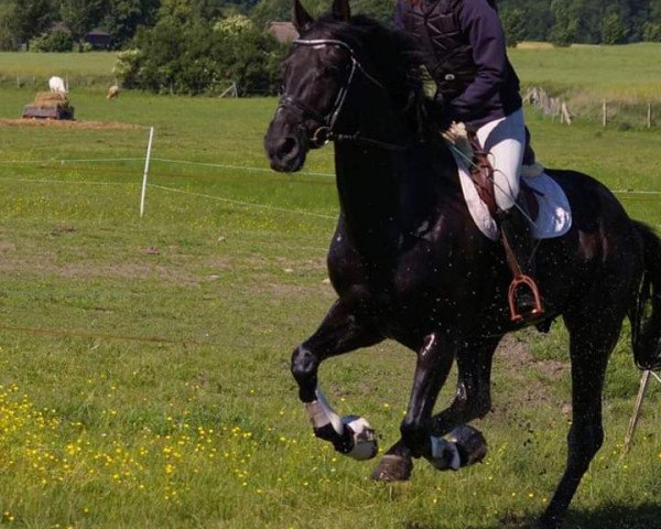 Dressurpferd Raffles (Dänisches Warmblut, 2009, von Skovens Rafael)