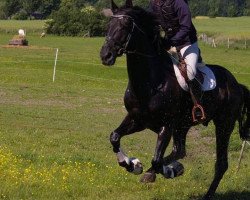 dressage horse Raffles (Danish Warmblood, 2009, from Skovens Rafael)