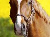 dressage horse D'Lay (Oldenburg, 2006, from Don Gregory)