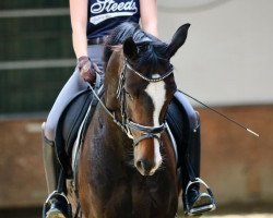 dressage horse Finest Fantasy (Oldenburg, 2015, from Feedback 16)