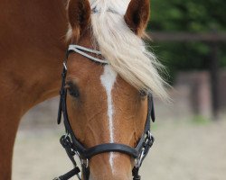 dressage horse Caspar (German Riding Pony, 2013, from Casino Royale K WE)