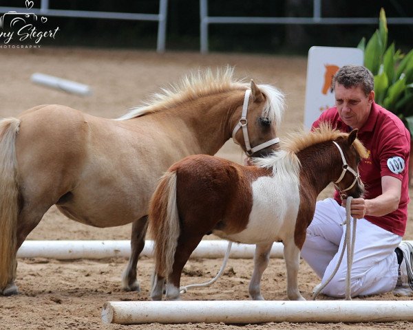 Pferd Mustang vom Rehgraben (Shetland Pony (unter 87 cm), 2019, von Blackertor Malachite)