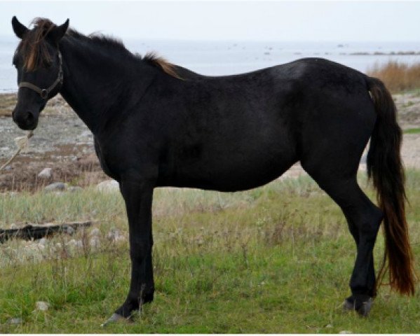 broodmare Chanel (German Riding Pony, 1996, from Henry)