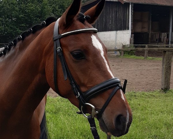 Dressurpferd Top Carrier (Deutsches Reitpony, 2014, von Top Christobell)