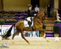 dressage horse Damon's Satelite NRW (Westphalian, 2008, from Damon Hill)