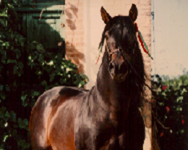 stallion Ganador VIII (Pura Raza Espanola (PRE), 1975, from Nostalgico)