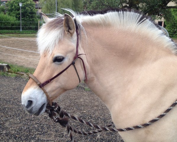 Pferd Karamel HH (Fjordpferd, 2004, von Bolseten N.2825)