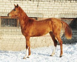 broodmare Haghit (Akhal-Teke, 2011, from Saivan)