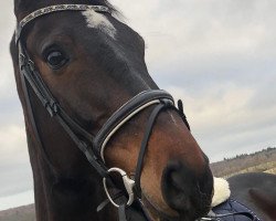 jumper Curano (Holsteiner, 2012, from Connor 48)