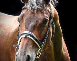 dressage horse Ambron (Trakehner, 2005, from Oliver Twist)