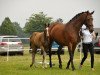 broodmare Angelina 312 (Trakehner, 2008, from C'est bon)