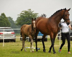 Zuchtstute Angelina 312 (Trakehner, 2008, von C'est bon)