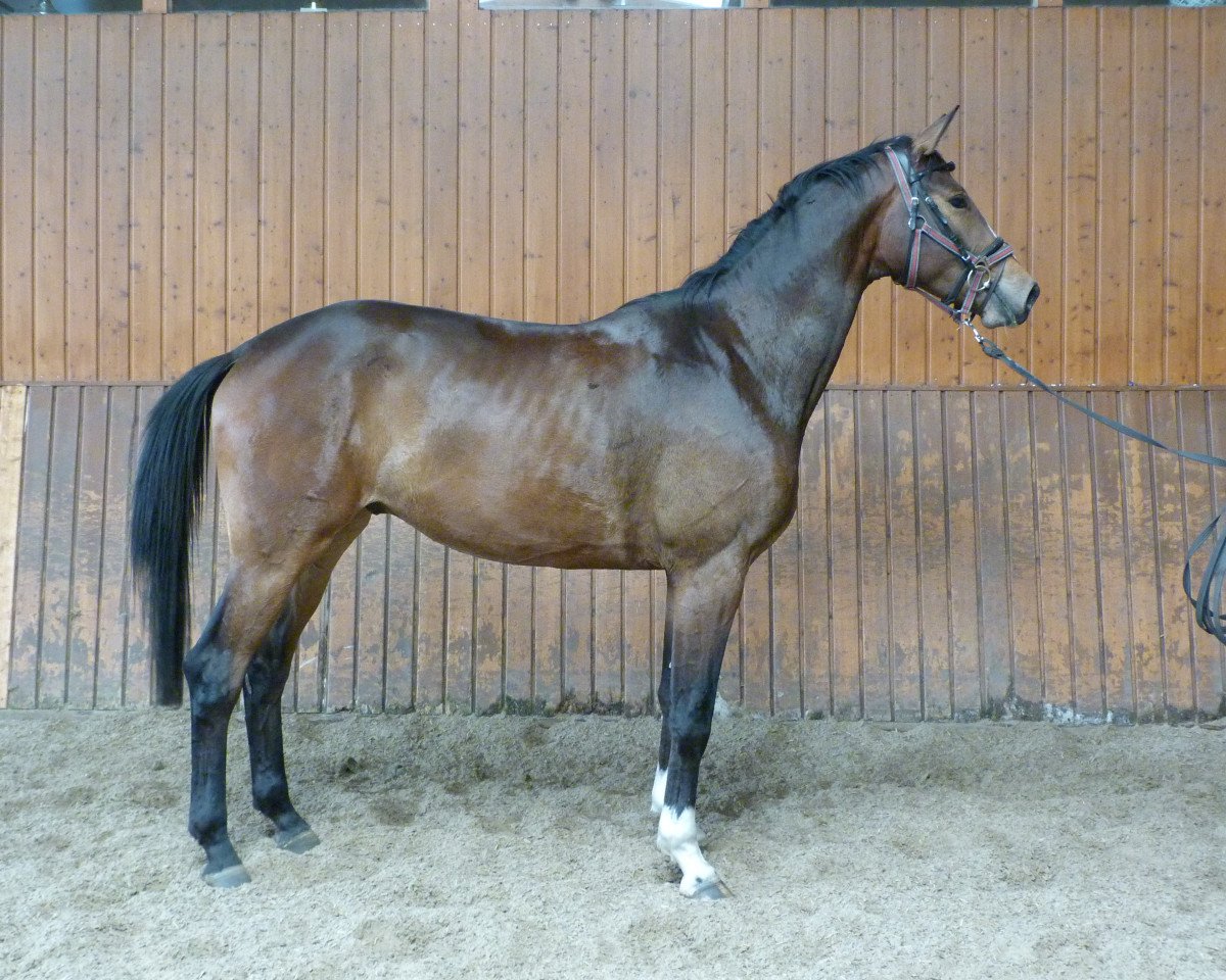 Dressurpferd Aurum (Trakehner, 2016, von Herbstkönig 2)
