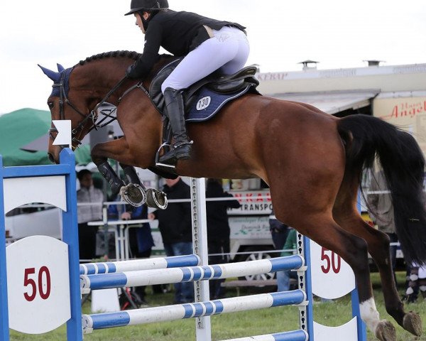 jumper Greta 182 (German Sport Horse, 2014, from Glenn Alme)