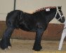 stallion Ultimo van de Akker (Brabant/Belgian draft horse,  )