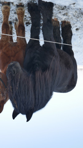 stallion gentle van der ley (Brabant/Belgian draft horse,  , from Ultimo van de Akker)