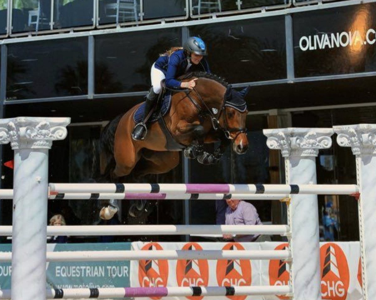 Springpferd Cute And Clever 3 (Holsteiner, 2011, von Clarimo Ask)