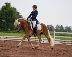 Deckhengst Wintermagic (Haflinger, 2015, von Walzertakt)