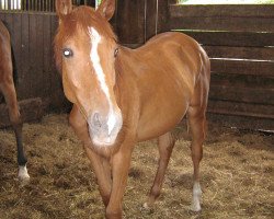 dressage horse Hollyday 11 (Württemberger, 2007, from Herold)