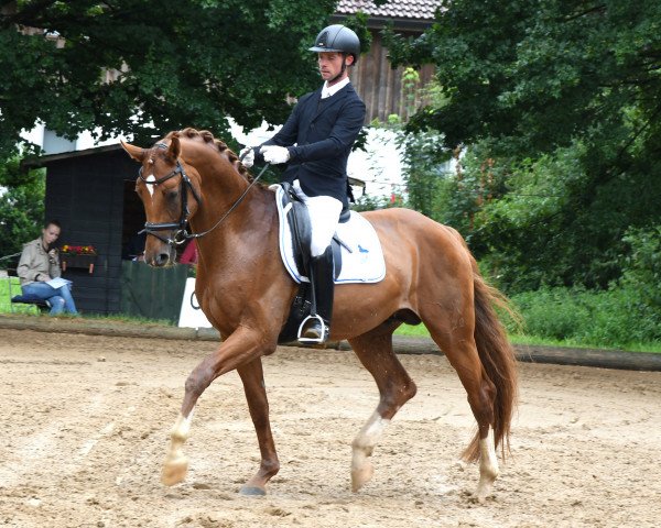 dressage horse Beluccino (Hanoverian, 2014, from Belissimo NRW)