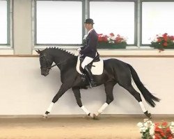 dressage horse Sir Lehmann II (German Warmblood, 2013, from San Muscadet)