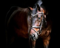 stallion Enigma (Hanoverian, 2005, from Escudo I)