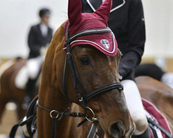 horse Silvano van deVaelenberg (Belgian Warmblood, 1995, from Lys de Darmen)