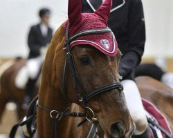 horse Silvano van deVaelenberg (Belgian Warmblood, 1995, from Lys de Darmen)