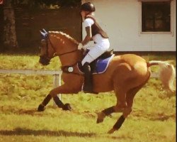 stallion Golden Phoenix (German Warmblood, 2007, from Golden Sunspot)