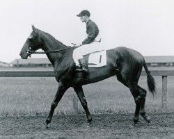 stallion Roamer xx (Thoroughbred, 1911, from Knight Errant xx)