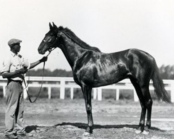 horse Blue Larkspur xx (Thoroughbred, 1926, from Black Servant xx)