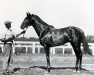 stallion Blue Larkspur xx (Thoroughbred, 1926, from Black Servant xx)
