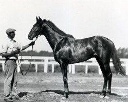 Deckhengst Blue Larkspur xx (Englisches Vollblut, 1926, von Black Servant xx)