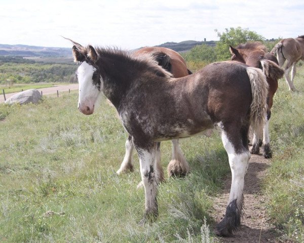 Pferd Amethyst Theodor Sir Hightower (Clydesdale, 2016, von Hatfield Hightower)