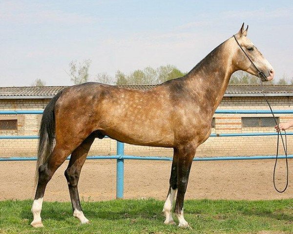 stallion Makka (Akhal-Teke, 2004, from Gayaz)