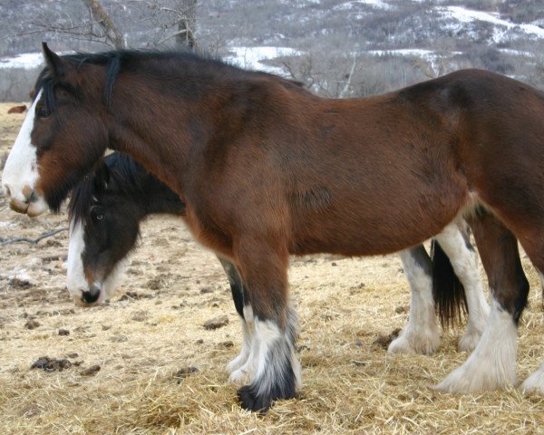 Zuchtstute Battle River Morgan (Clydesdale, 2000, von Grandview Sir El Capitan)