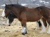 broodmare Battle River Morgan (Clydesdale, 2000, from Grandview Sir El Capitan)