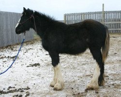 horse Battle River Max II (Clydesdale, 2011, from Joseph Lake's Gunsmoke)