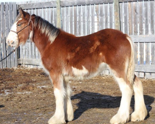 Zuchtstute Amethyst Awenasa Apenimon (Clydesdale, 2015, von Hatfield Hightower)