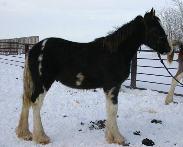 Deckhengst Battle River Magnus (Clydesdale, 2013, von Renaissance Thor God of Thunder)