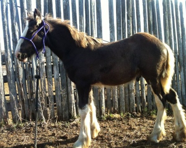 Deckhengst Battle River Lucas (Clydesdale, 2014, von Hatfield Hightower)